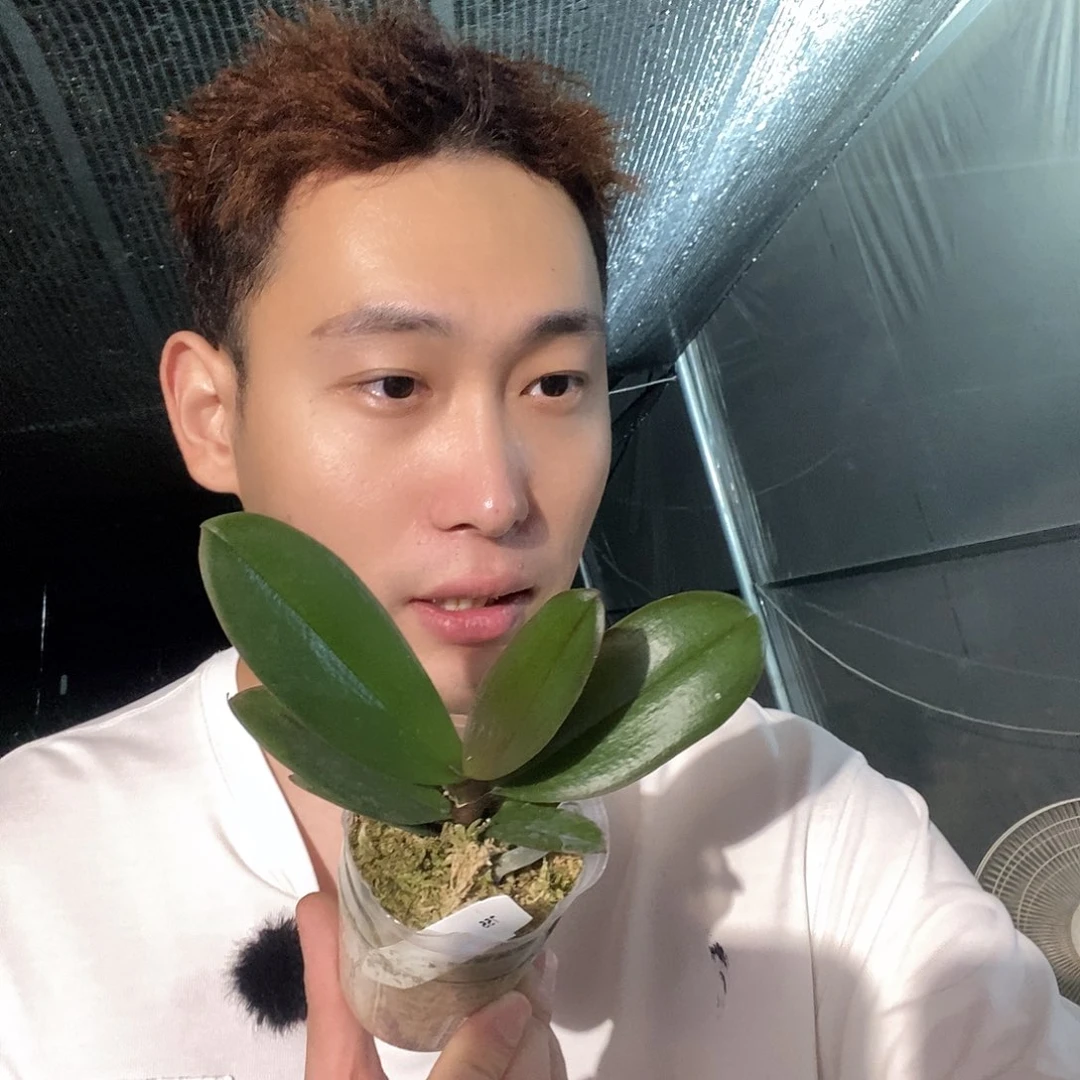 无花朵大理石慕斯