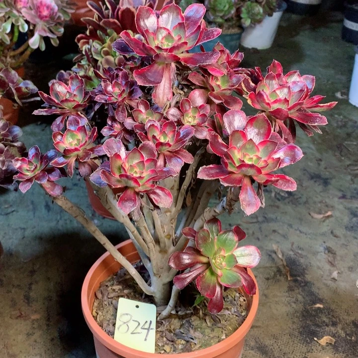 824丽娜多肉一物一拍