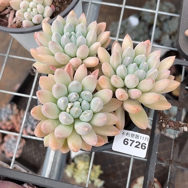 阿雅园艺。        6726奶糖