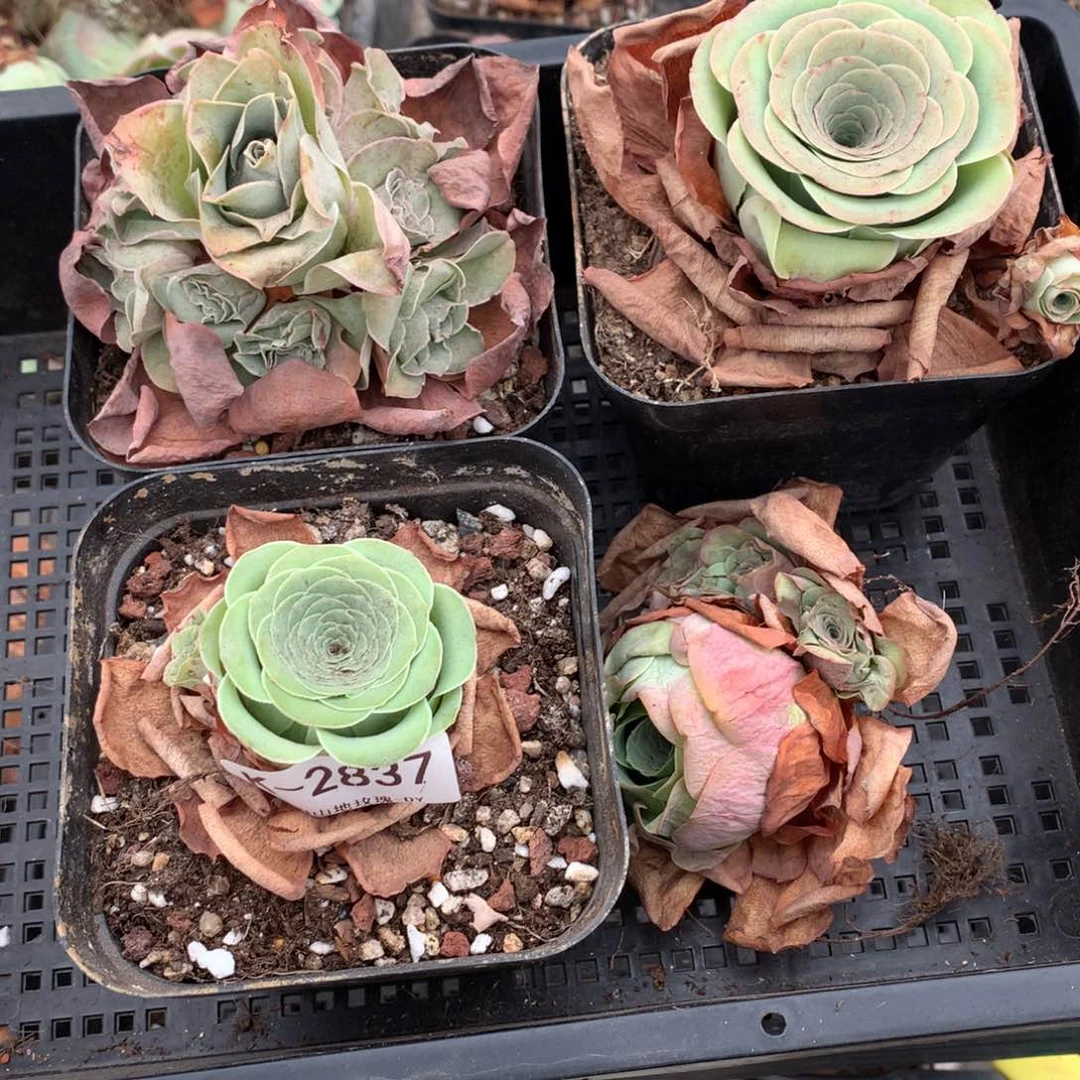 2837 干瘪状态会掉侧芽