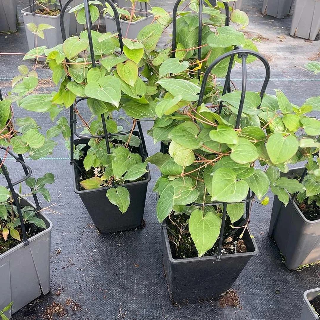 铁线莲小美人鱼2类耐寒中苗（不带花和花苞福利不售后）