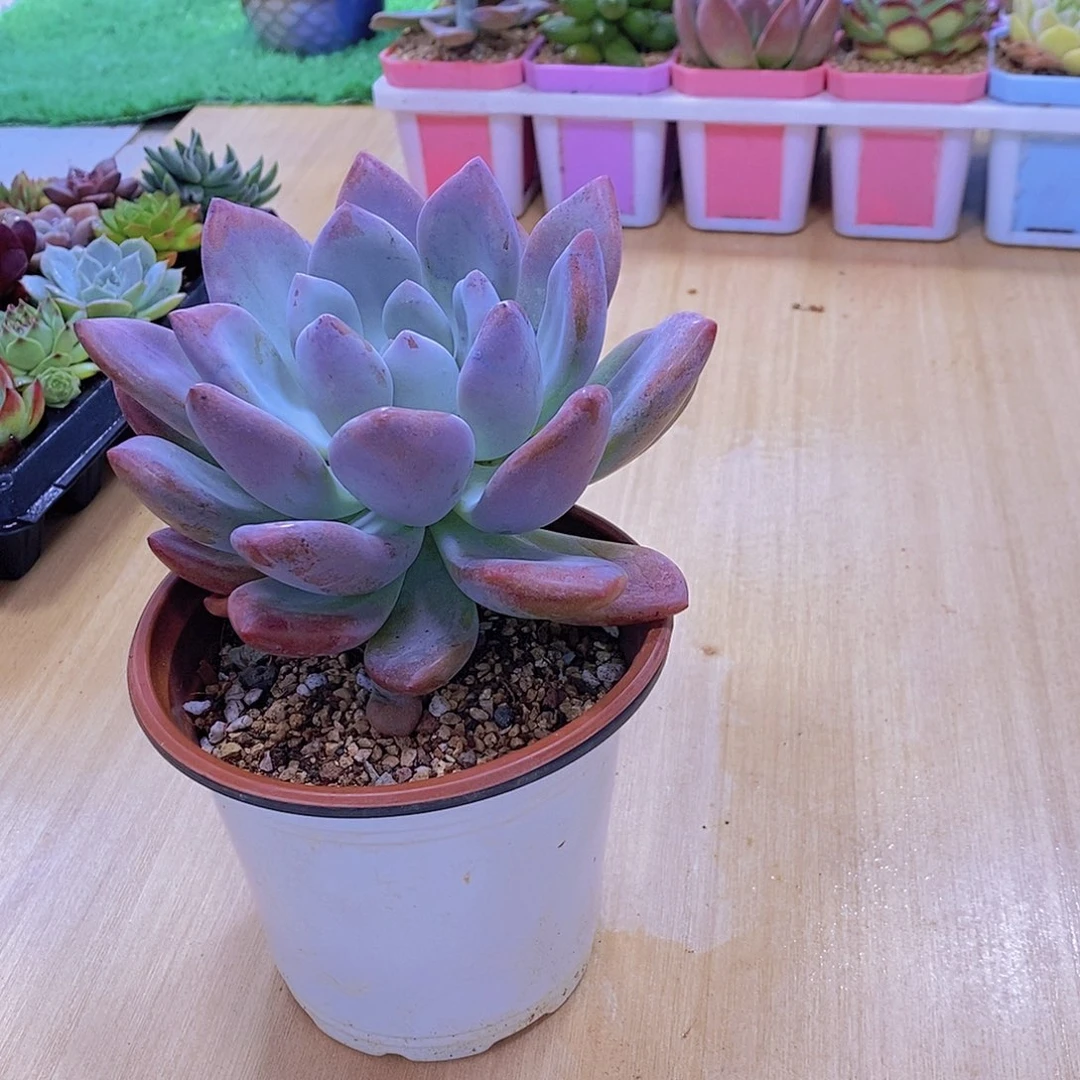 无花朵多肉植物奥普琳娜120