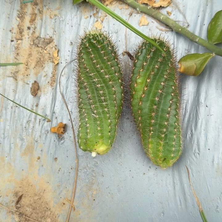 矮胖白檀923侧芽一个
