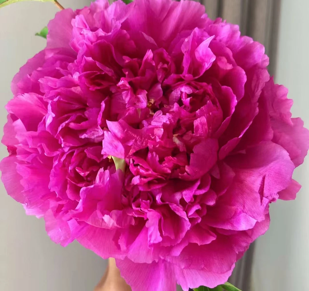 【直播福利】菏泽千层重瓣大牡丹