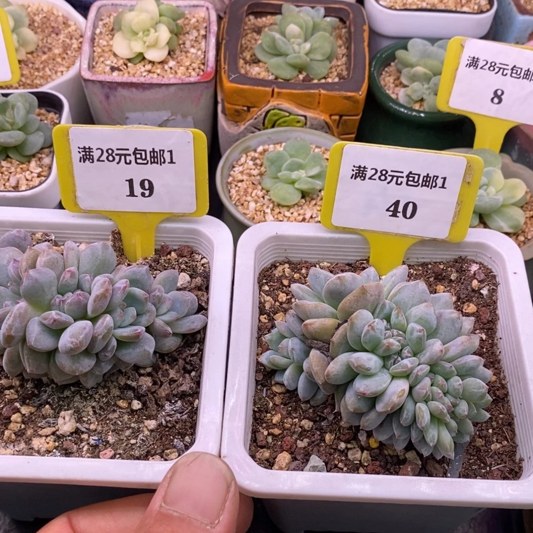 奥****119.140石榴仔缀化多肉……