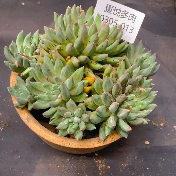 夏悦多肉 0305-13星际迷航