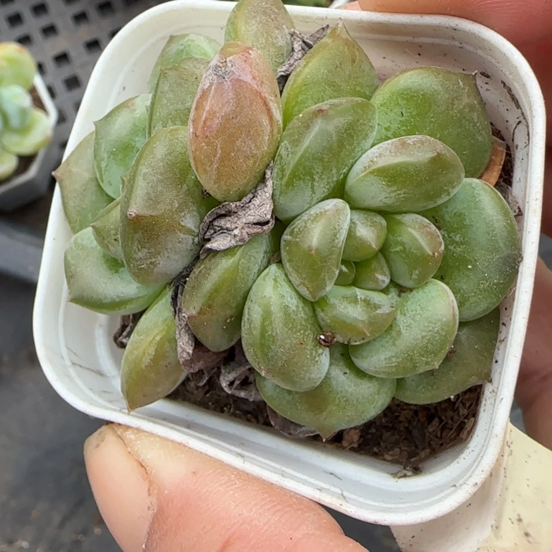 小卡拉米糖心一物一拍