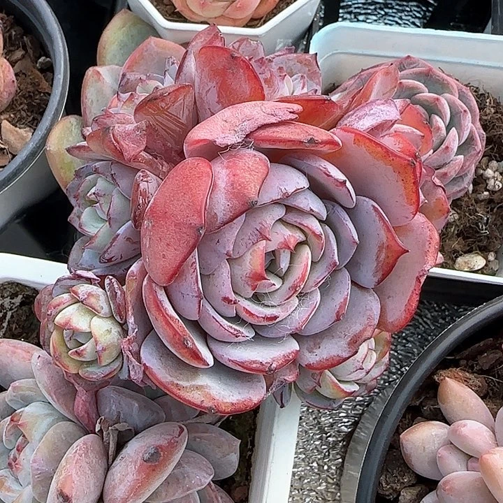 弥****云青蛙王子儿童牙膏111