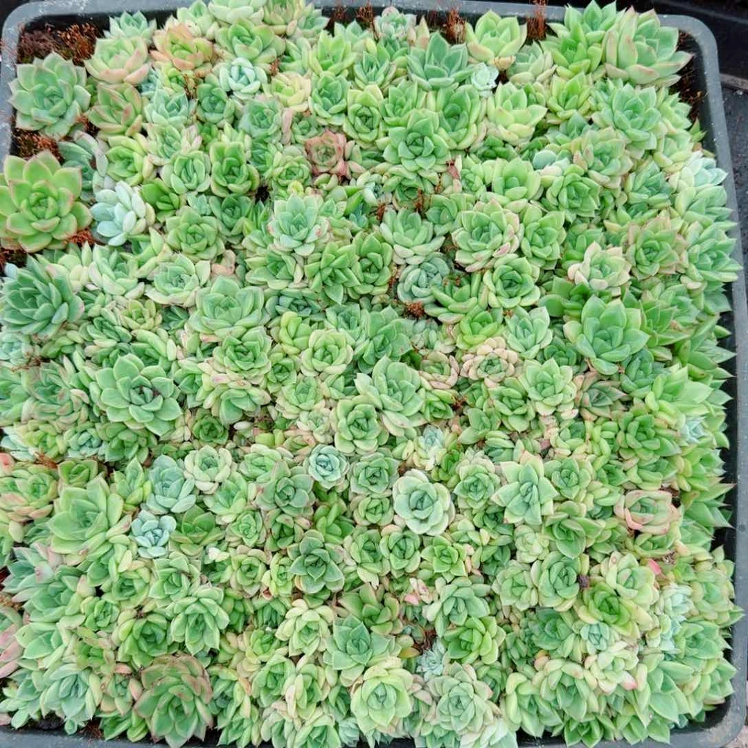 多肉杂交麦秆切糕一筐量拍3-63