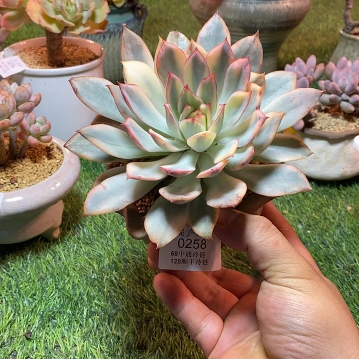 0258啊啊啊啊啊啊啊啊啊啊啊