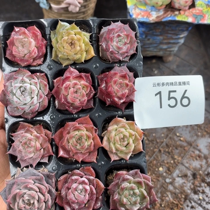 雪***精品159。