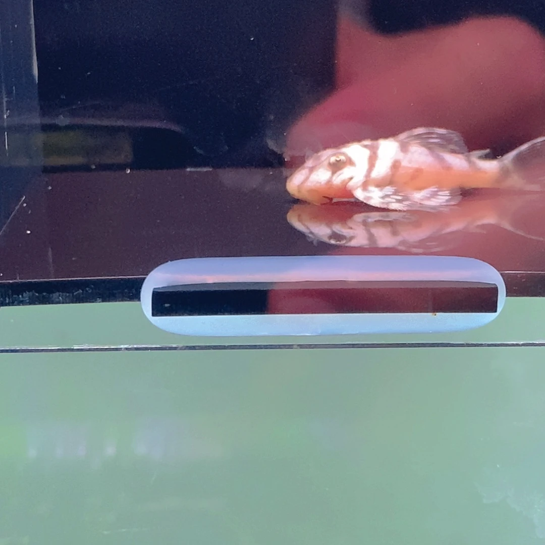 清道夫鱼236异型7号