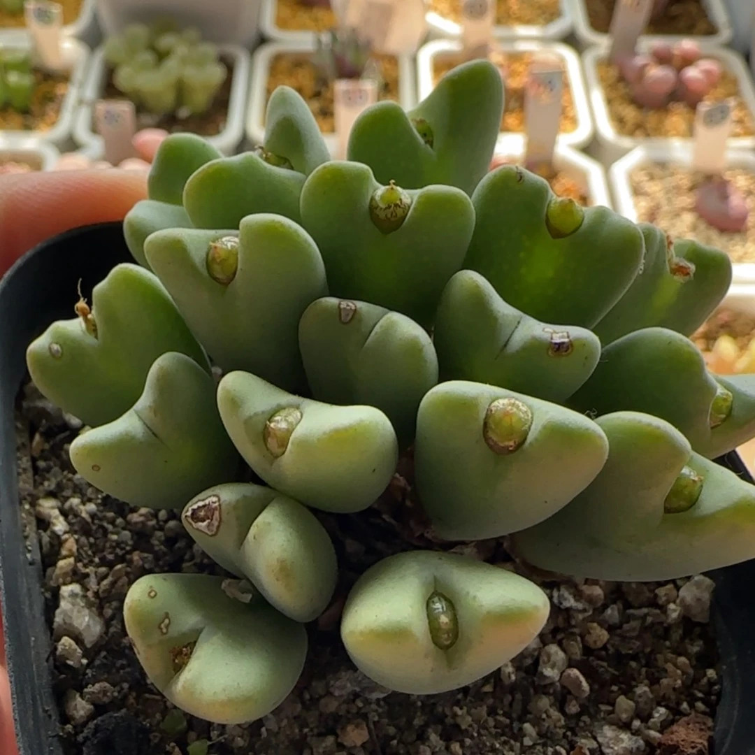 【闪购商品】1309母本少将群当天28包邮非偏远