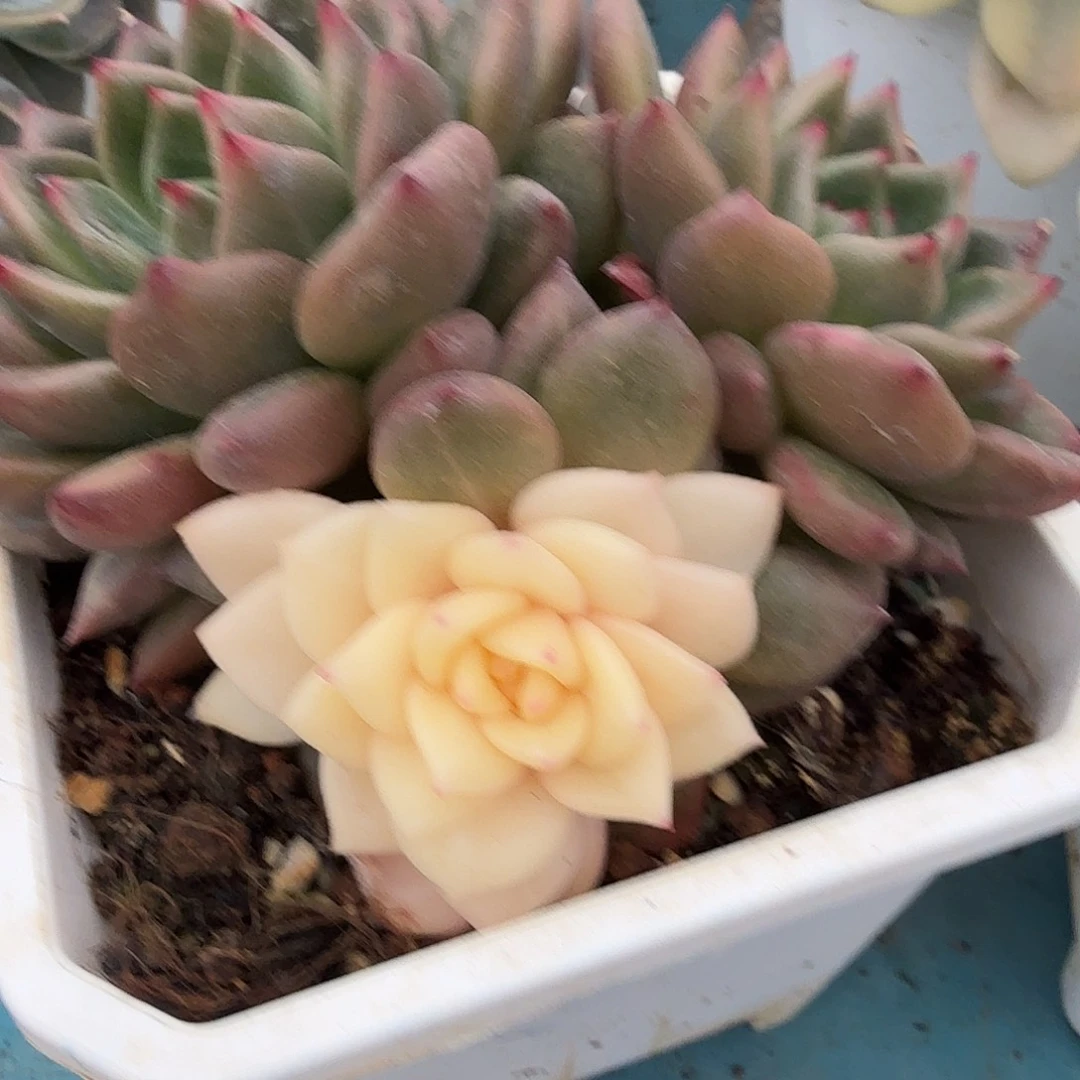 红酒东云锦，多肉植物