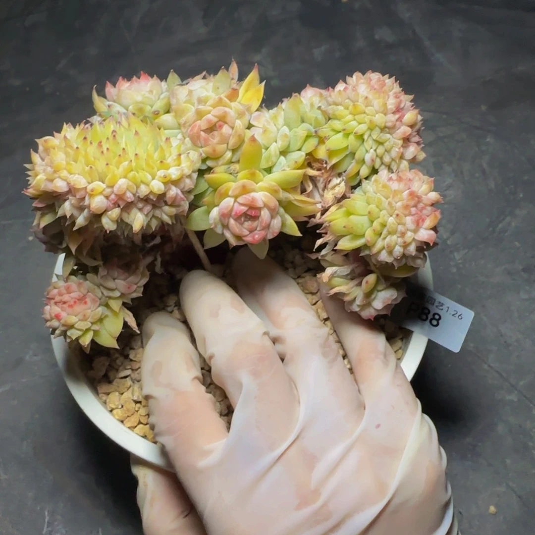 橘****笑p p p p p p pp p 88