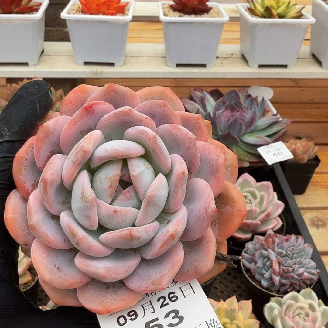 0926-53橙梦露锦单头