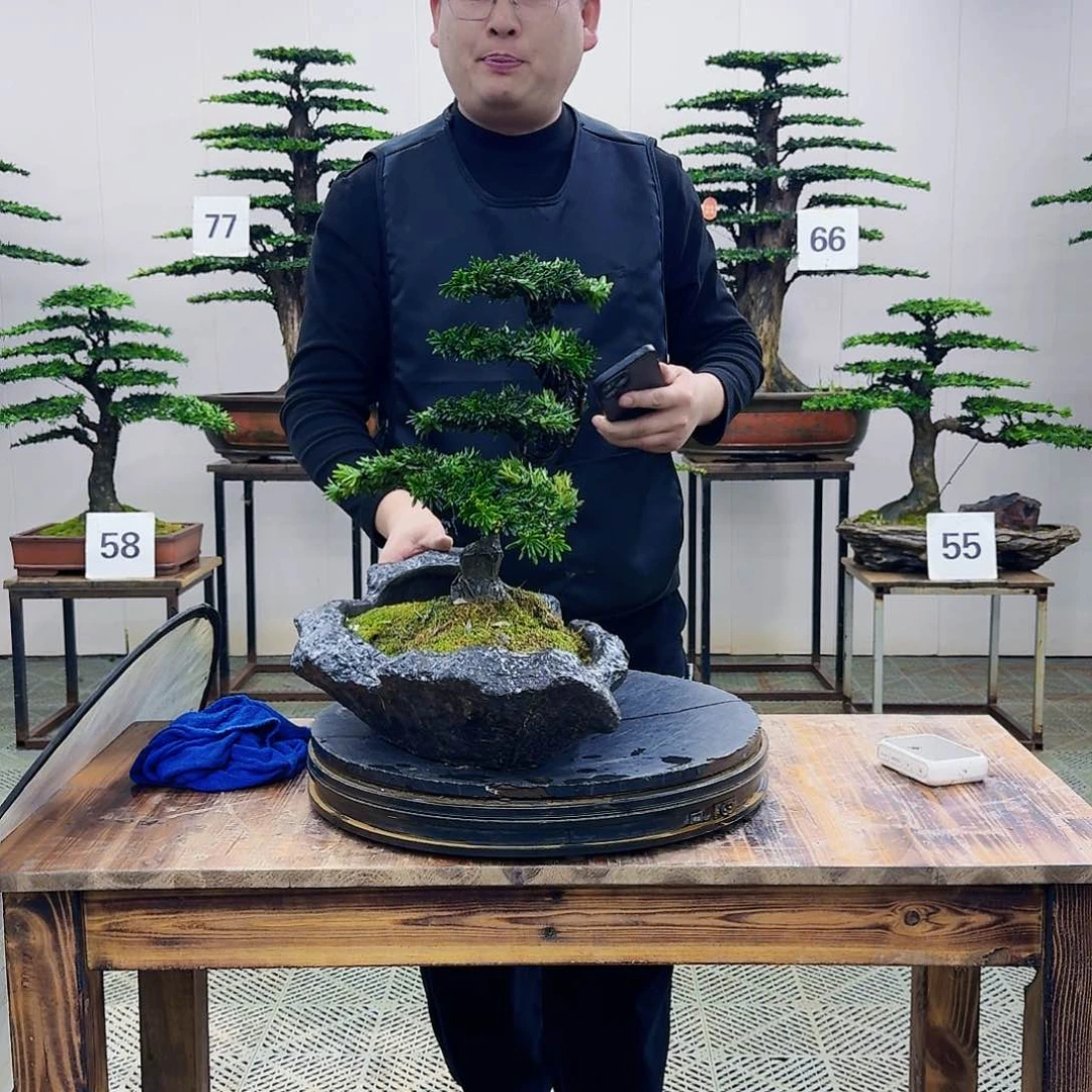 盆景米叶罗汉松盆景