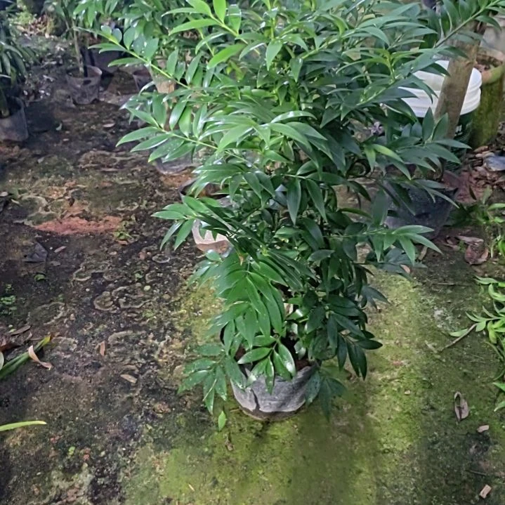 ?*生竹柏一物一拍118