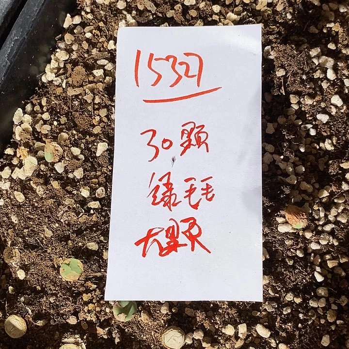 《***袋15327。    30颗绿毛毛。