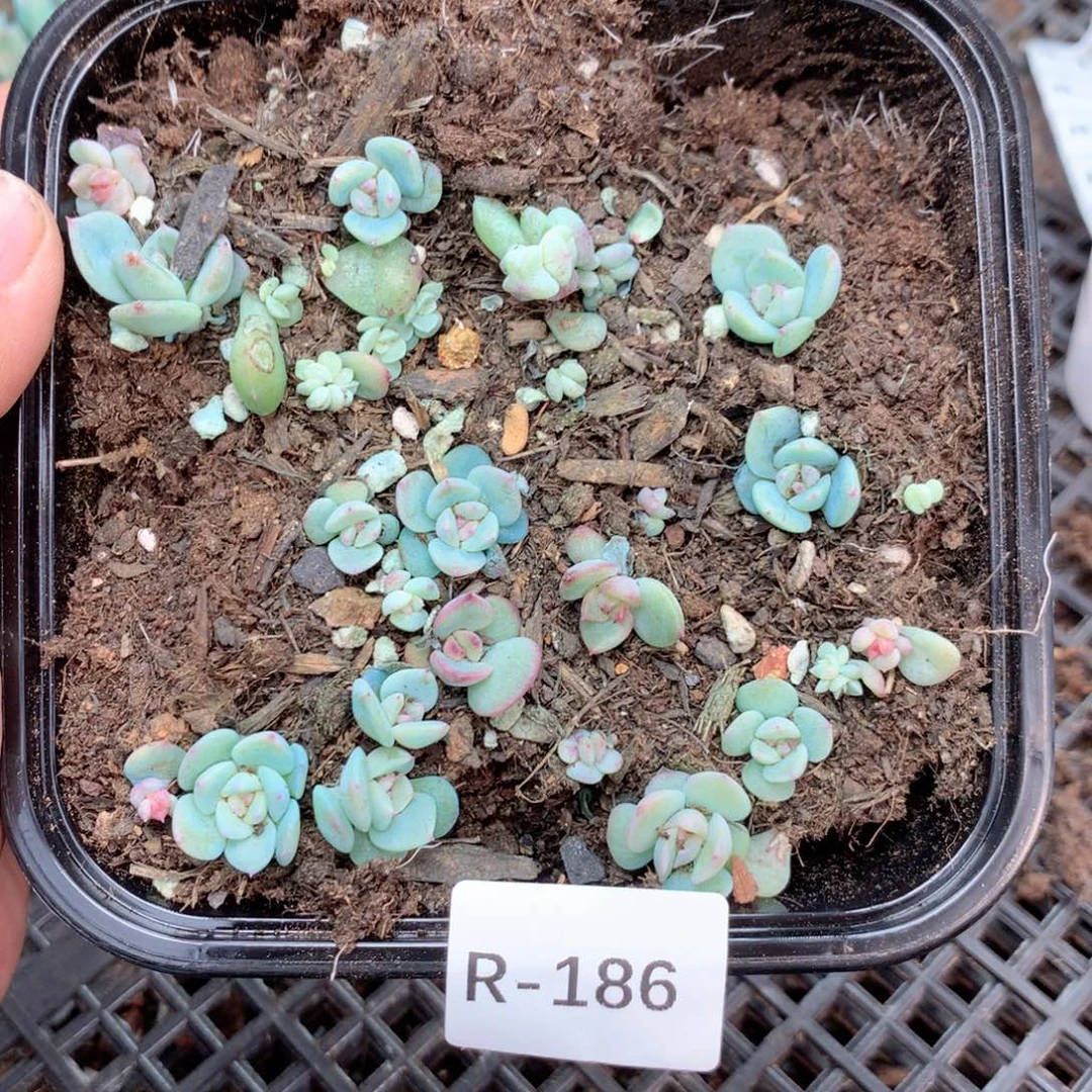 无花朵R186英语英语