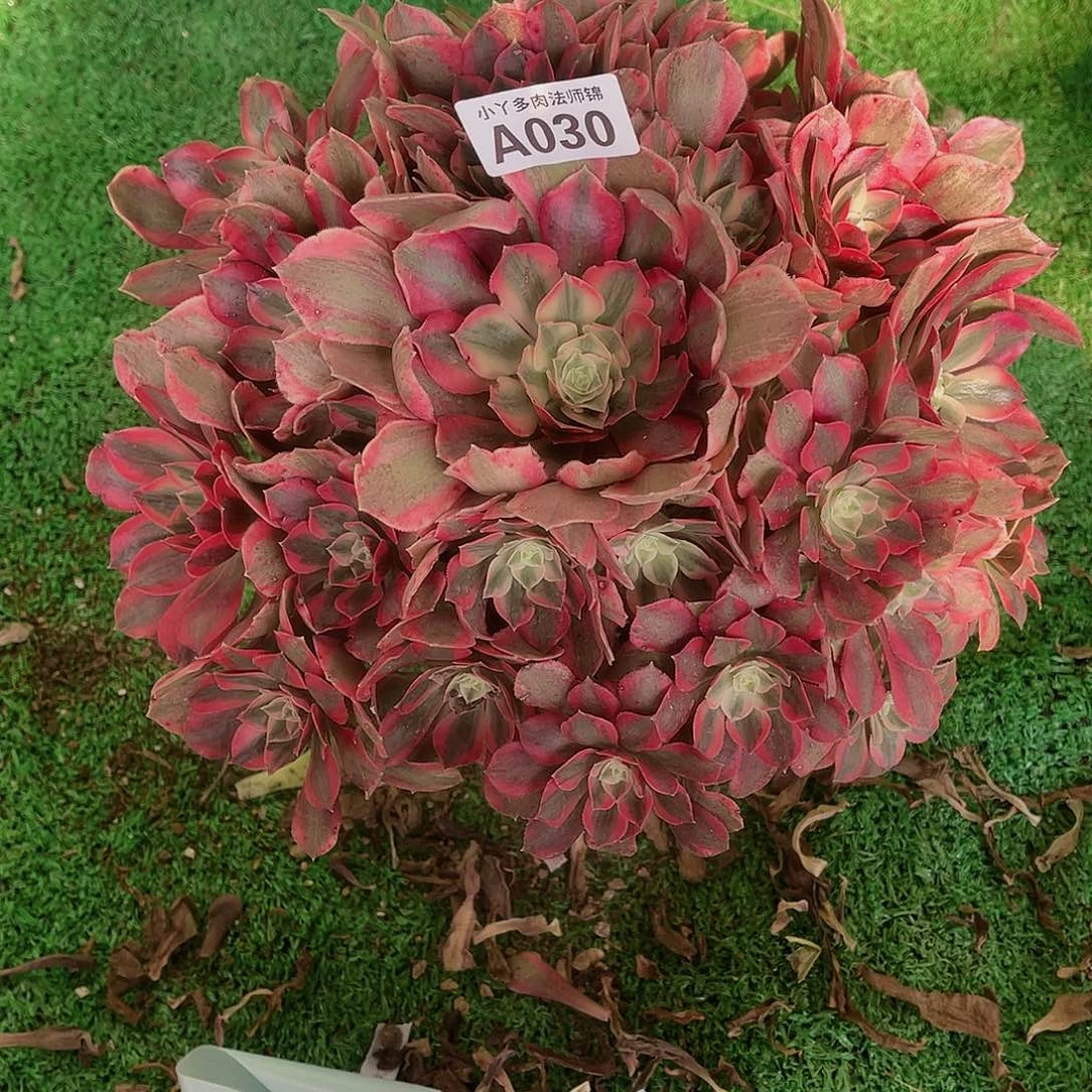 030女妖多肉植物法师锦