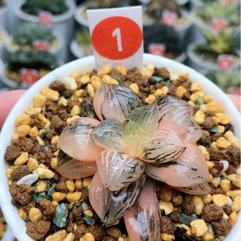 【闪购商品】1玉潭寿锦