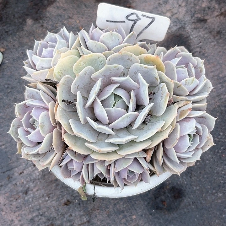 晨语多肉，一物一拍露娜莲97