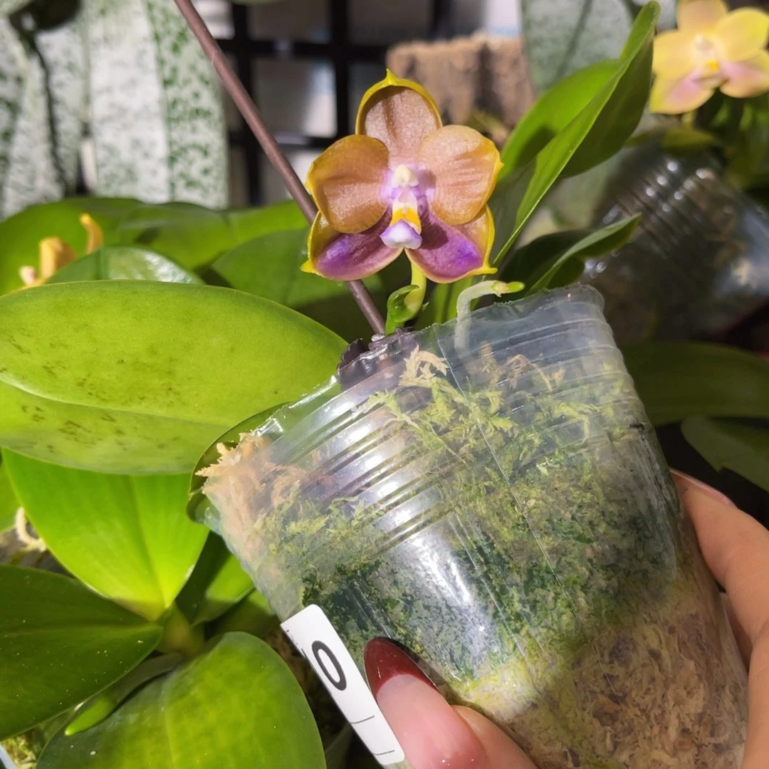 无花朵蝴蝶兰原生反射龙交反射龙