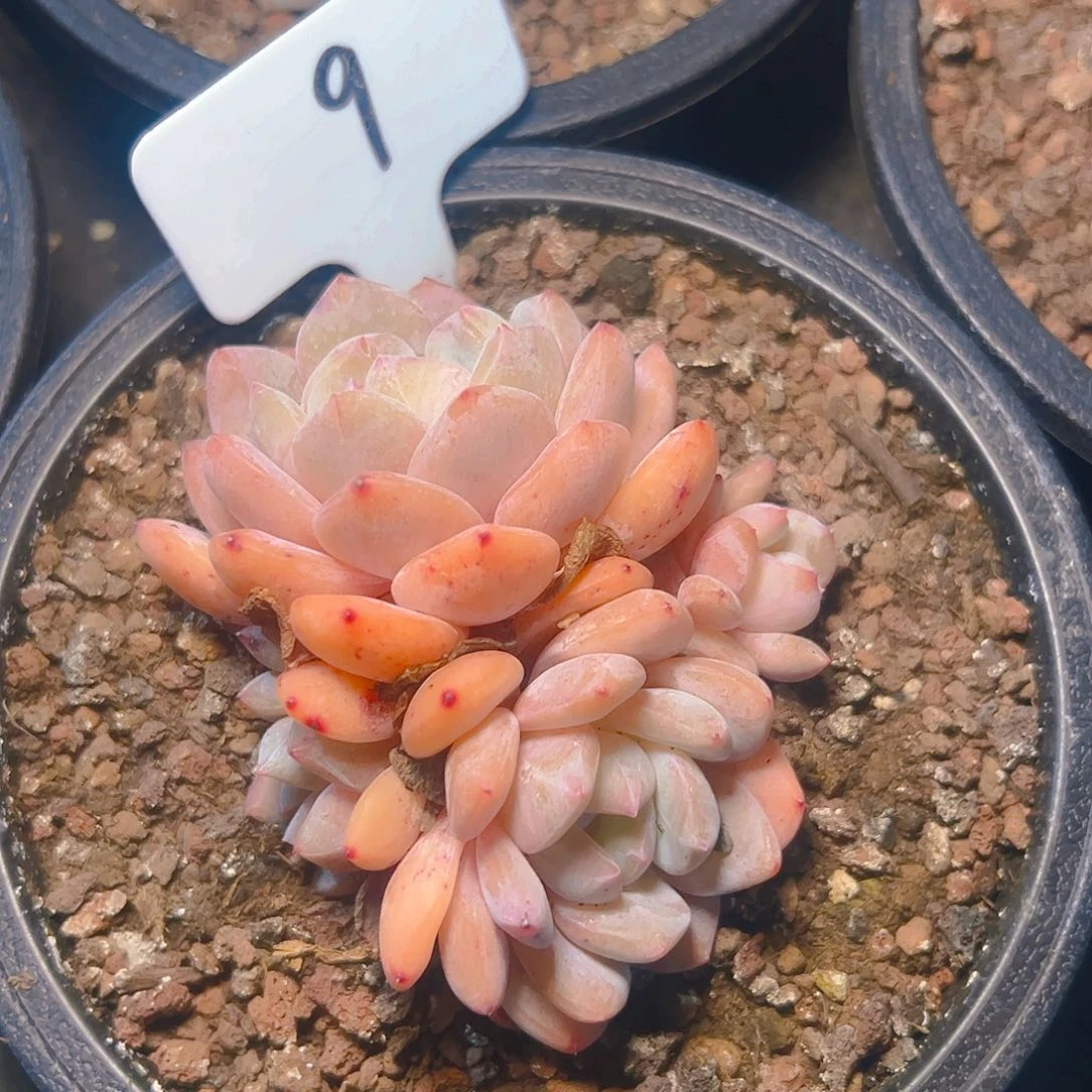 四头韩橙9号一物一拍