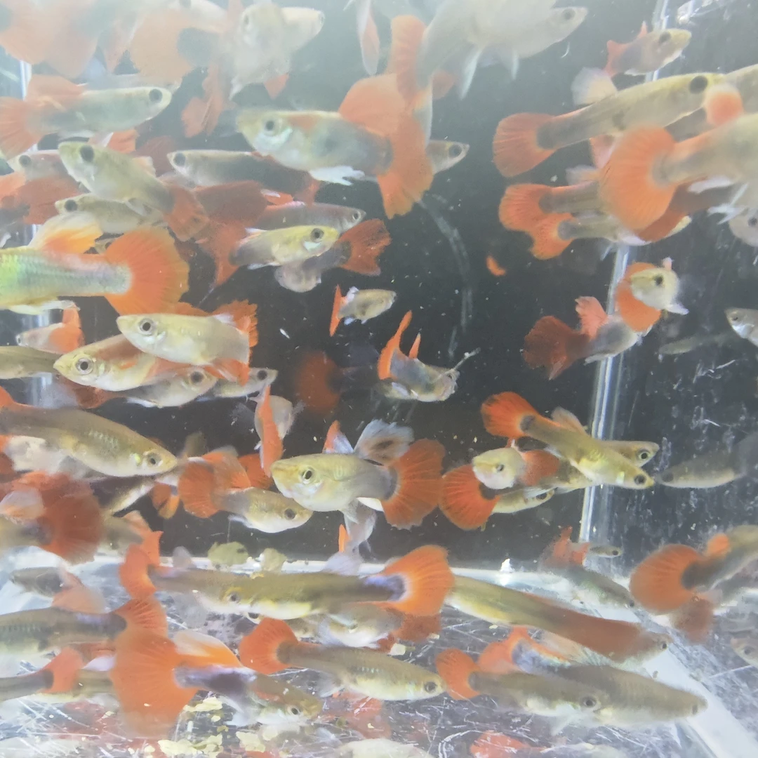 折扇苗20条孔雀鱼