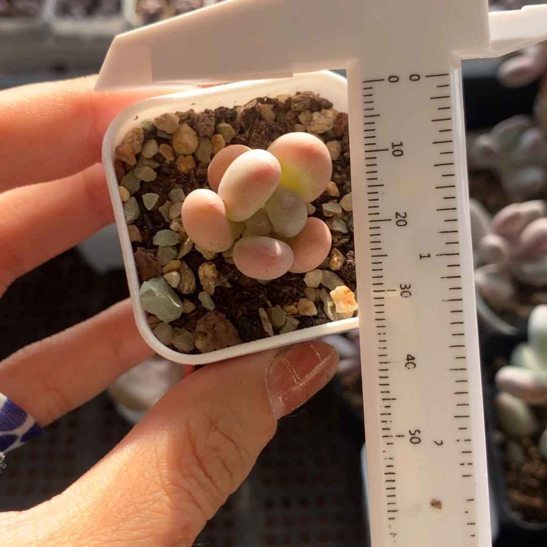 泡芙 不满28发到付，发一片叶，~