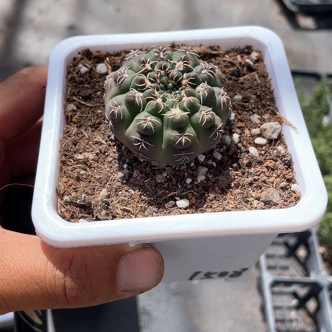 猫爪瑞昌鱼带盆发货