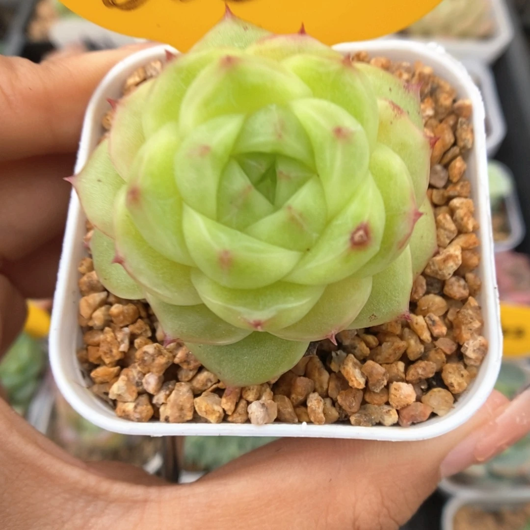 蜜蜡麦秆688号。
