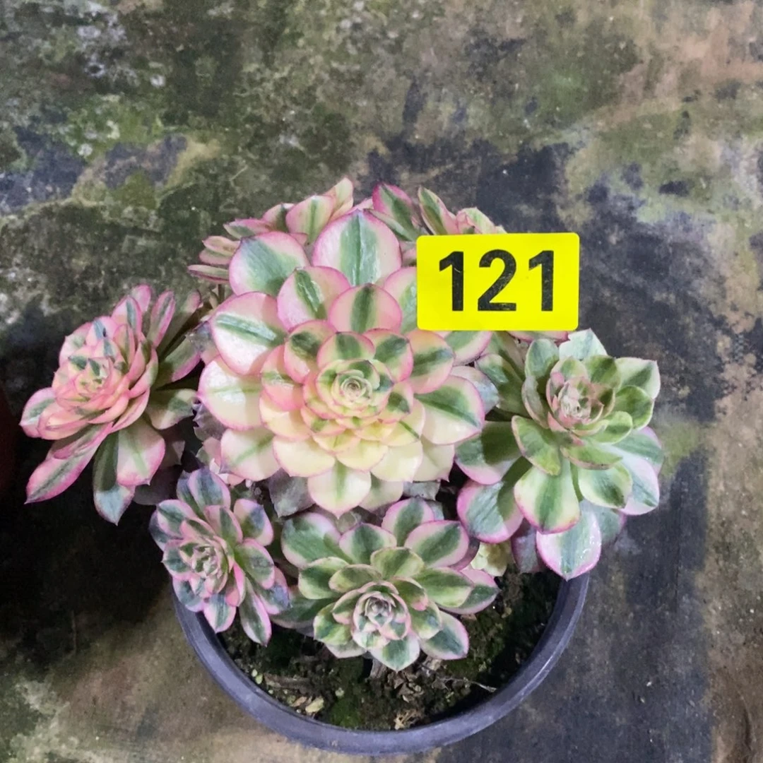 荔枝多肉法师121