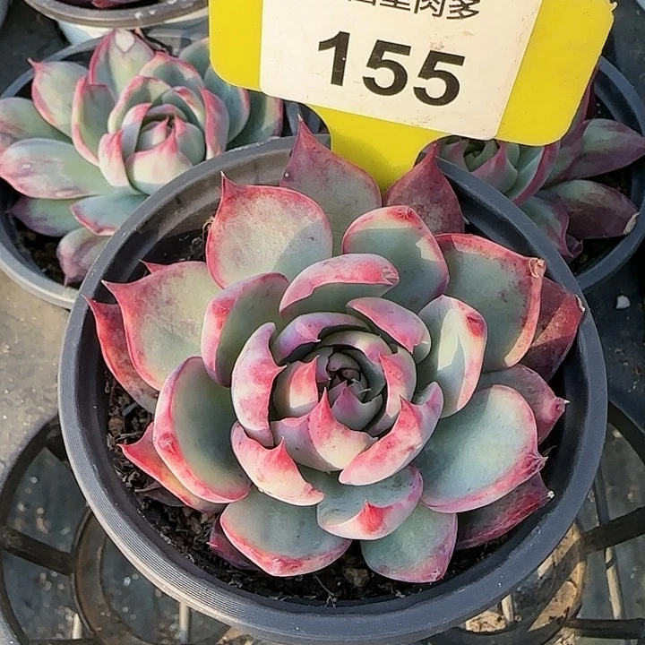 155 惊鸿仙子多肉植物6-9cm