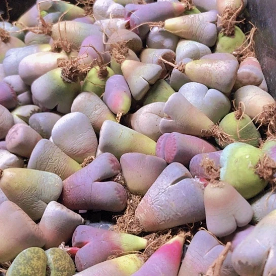 无花朵100棵2-3厘米个别微徒微瑕