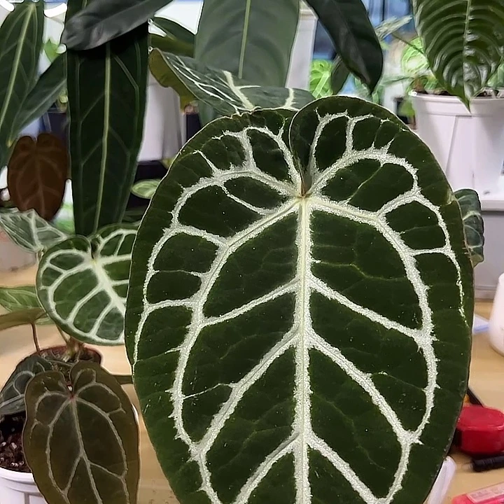 无花朵粗脉盾叶水晶花烛