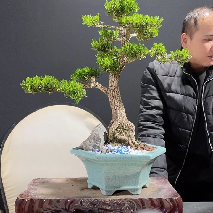 完全开放黄杨盆景园林