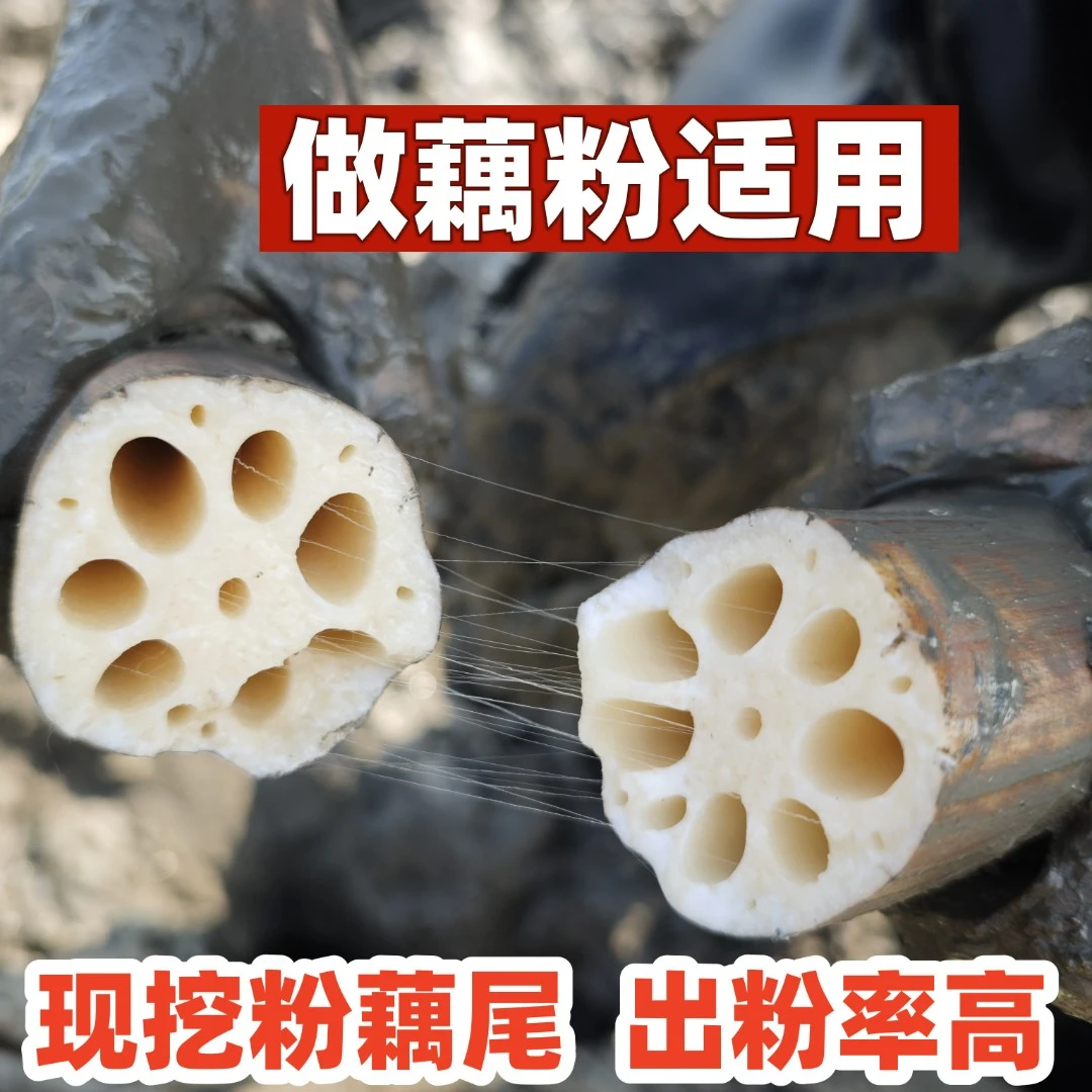湖北特产洪湖莲藕/现挖现发新鲜莲藕九孔粉藕尾/藕夹藕粉5斤包邮