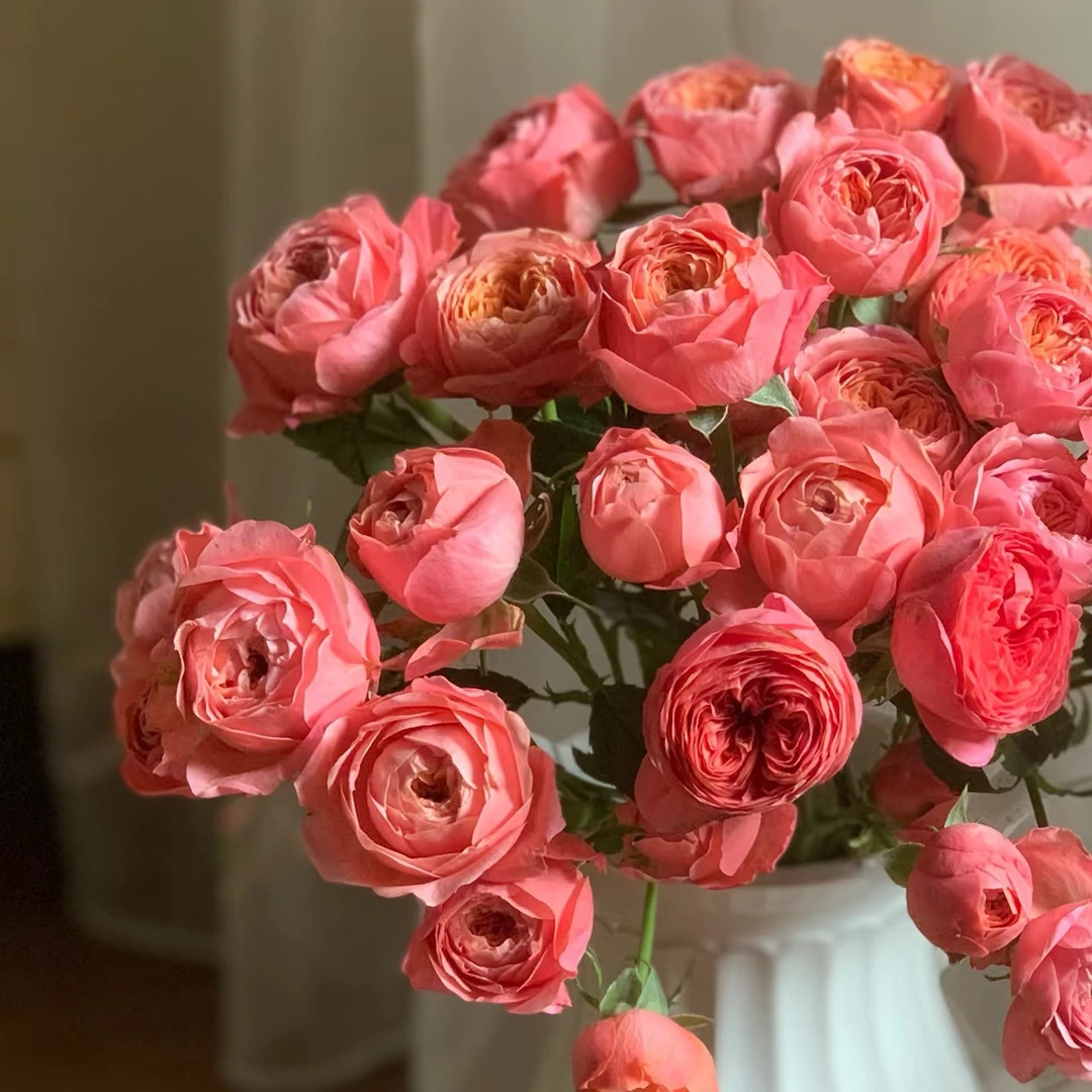 【小灵感】勤花丰花，短枝开花，抗病性强花期长