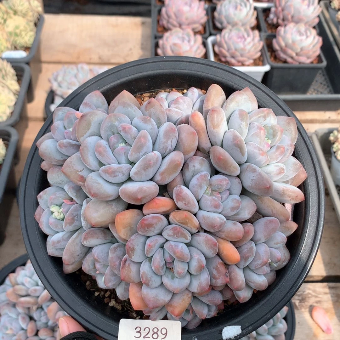 18厘米10头香水多肉3289