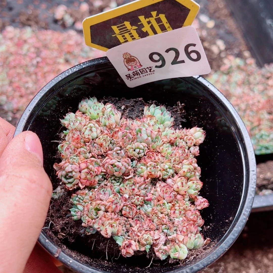 当前无花朵，栽培后可花朵