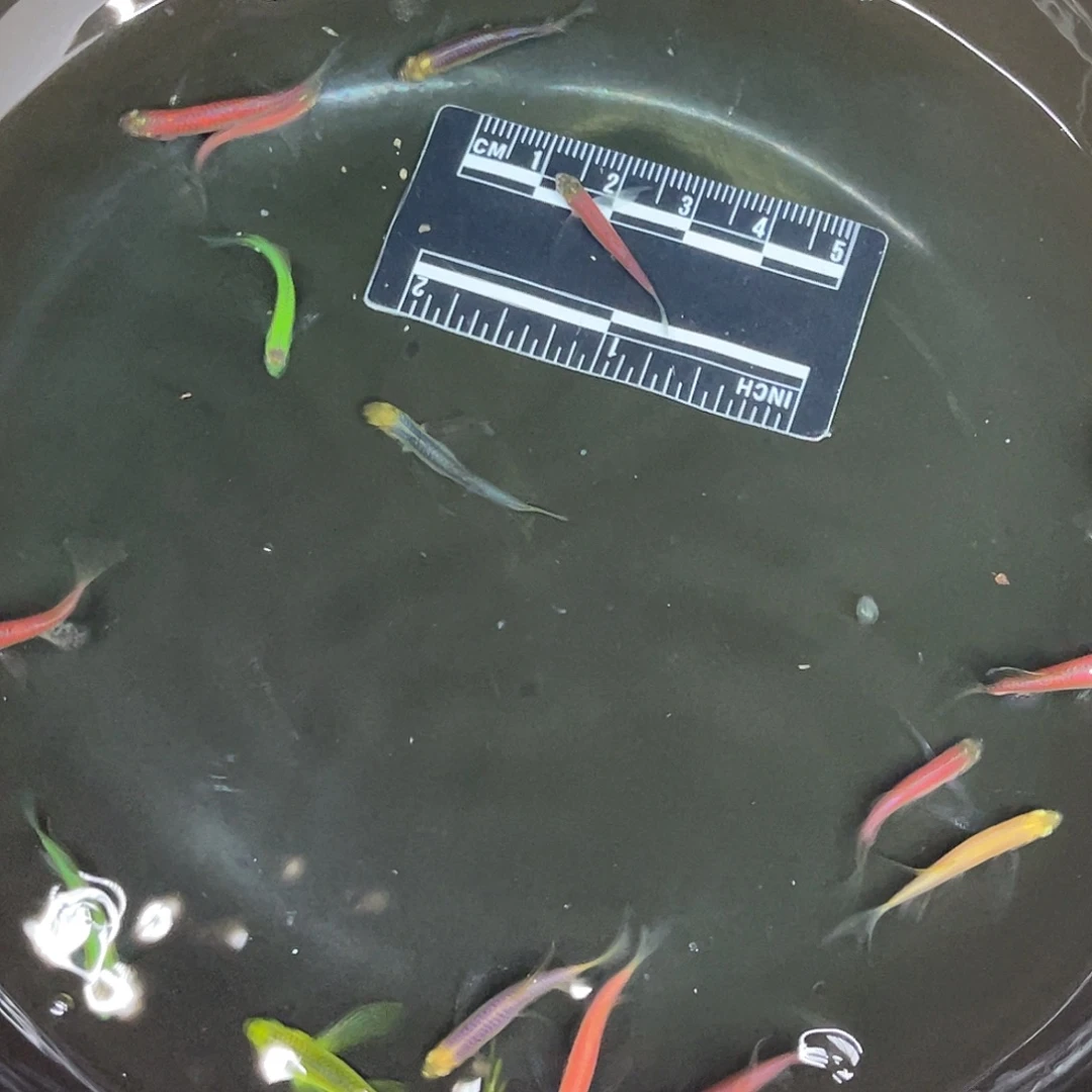 清道夫鱼2号哈哈哈哈哈哈