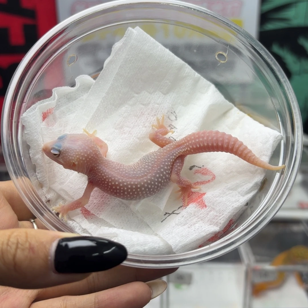 豹纹守宫恶魔白酒 母温 V119