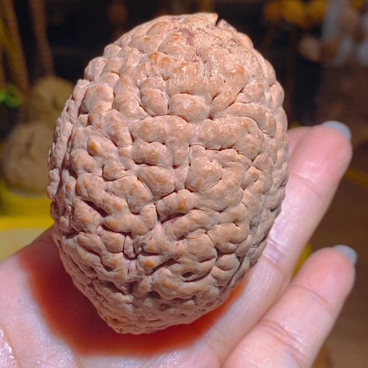 野生三瓣脑纹大金刚