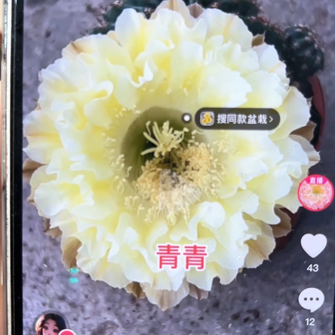 彩草1-69号5-5.5公分左右侧牙微瑕