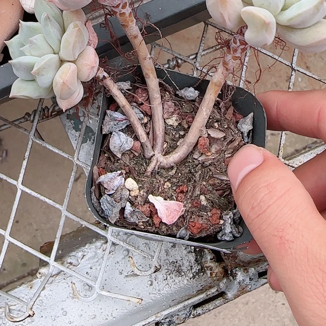 鬼***花多肉1103--117会托散