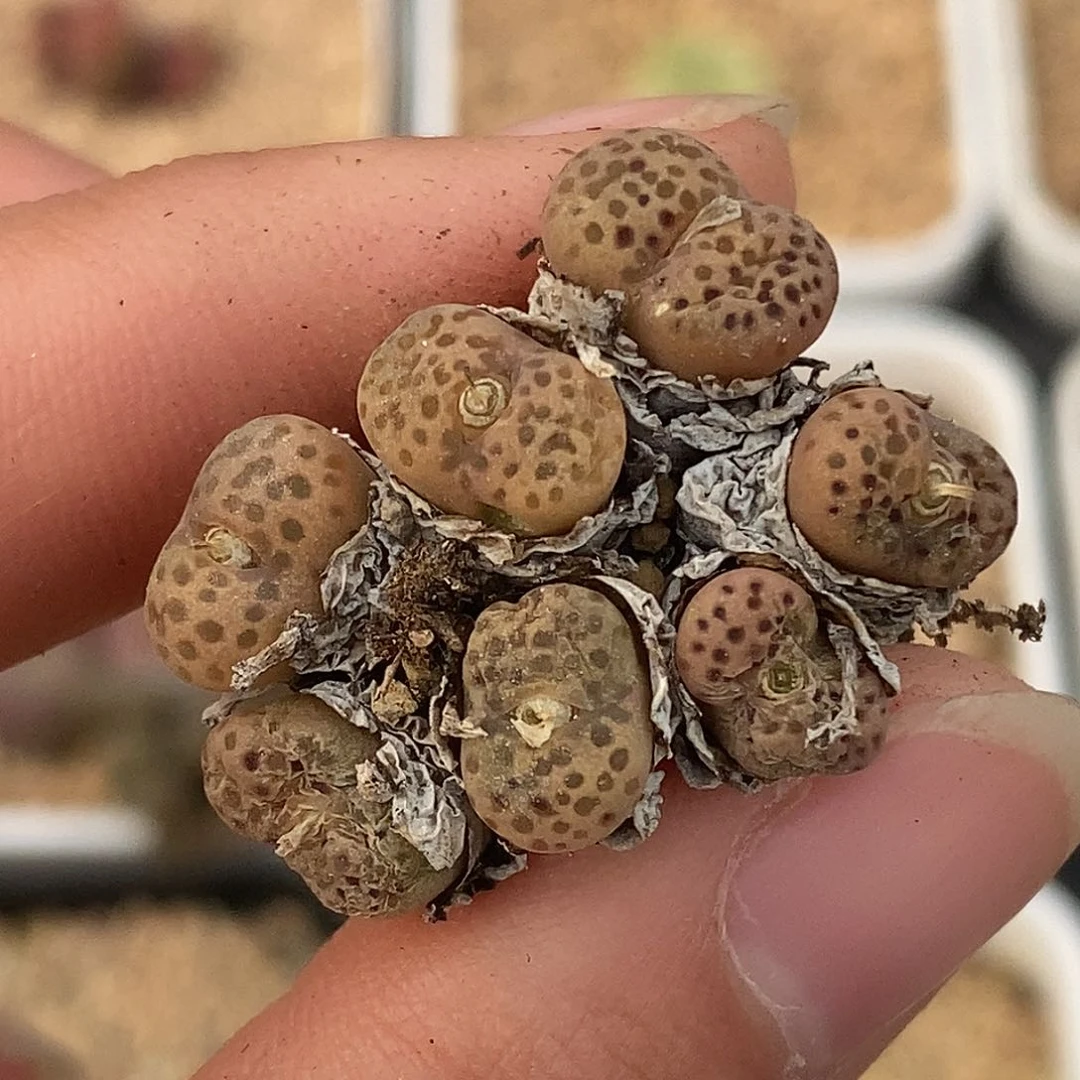 兔**?104-34-勋章伤。