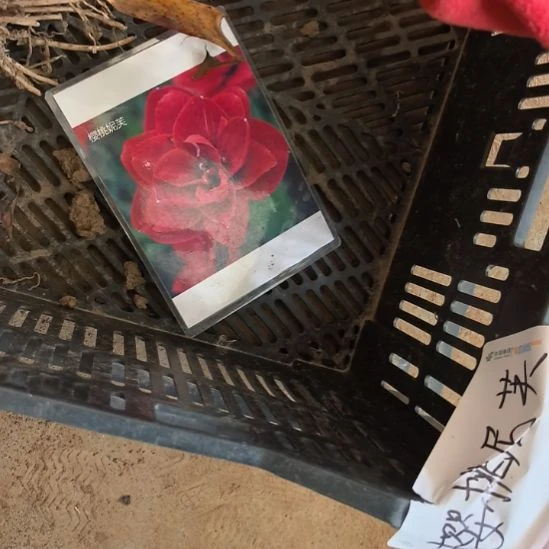 当前无花栽培后可以开花樱桃妮芙5厘米裸根球