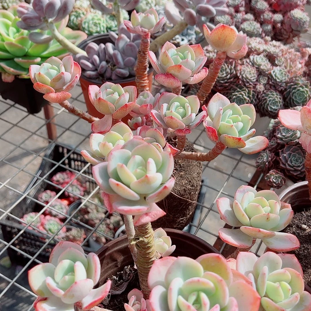 白月光多头群生精品特价